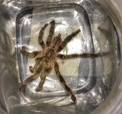 Poecilotheria fasciata