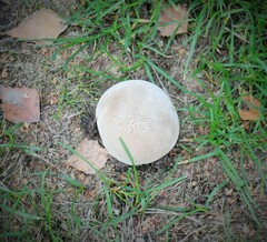 Lycoperdon utriforme
