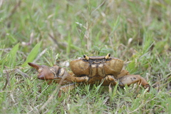 Barytelphusa cunicularis