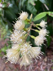 Stifftia hatschbachii