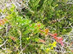 Berberis chilensis