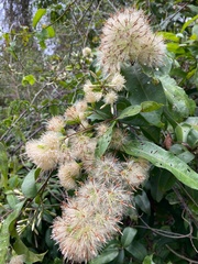 Stifftia hatschbachii