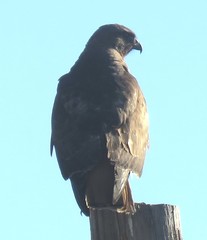 Buteo jamaicensis