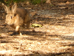 Oryctolagus cuniculus