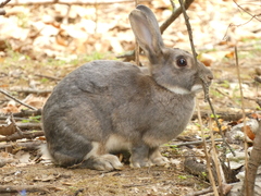 Oryctolagus cuniculus
