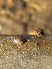 Lymnaeoidea