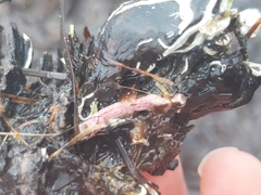 Enchytraeidae