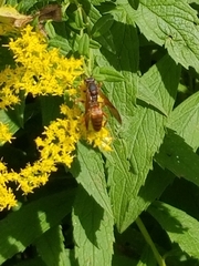 Polistes fuscatus