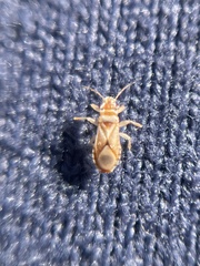 Thaumastocoris peregrinus