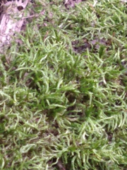 Entodon seductrix
