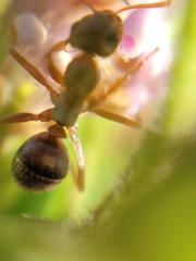 Formica fusca