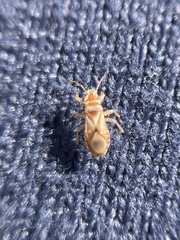 Thaumastocoris peregrinus