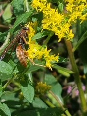 Polistes fuscatus