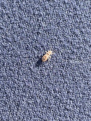 Thaumastocoris peregrinus