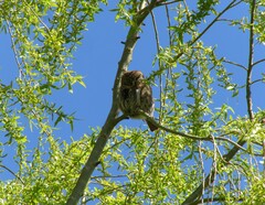 Glaucidium nana
