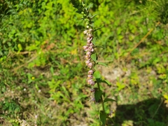 Odontites vulgaris
