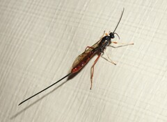 Dolichomitus irritator