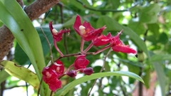 Rodriguezia lanceolata