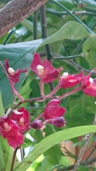 Rodriguezia lanceolata