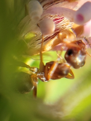 Formica fusca