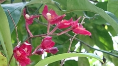 Rodriguezia lanceolata