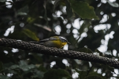 Oreothlypis superciliosa