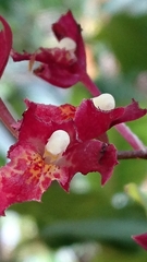 Rodriguezia lanceolata