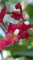 Rodriguezia lanceolata