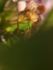 Formica fusca