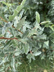 Elaeagnus umbellata