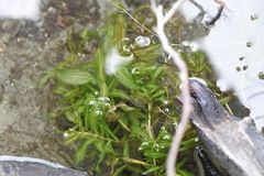 Potamogeton richardsonii