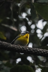 Oreothlypis superciliosa