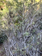 Artemisia californica