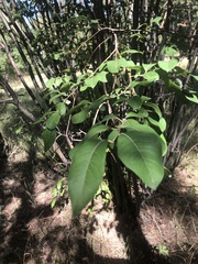 Ptelea trifoliata