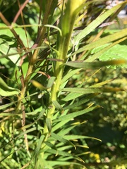 Liatris pycnostachya