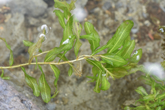 Potamogeton richardsonii