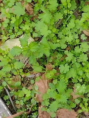 Geranium molle
