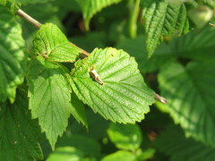 Tortricoidea