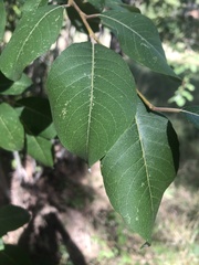 Ptelea trifoliata