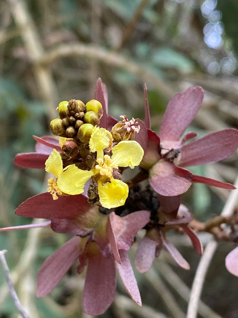 Lophopterys
