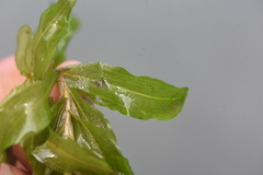 Potamogeton richardsonii