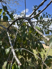 Prunus serotina