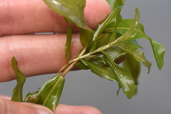 Potamogeton richardsonii