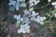 Tidestromia suffruticosa