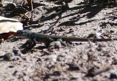 Aspidoscelis marmoratus