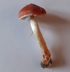 Leratiomyces ceres