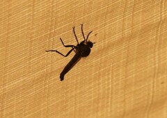 Proctacanthus milbertii