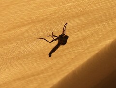 Proctacanthus milbertii