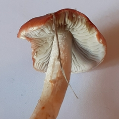 Leratiomyces ceres