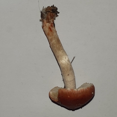Leratiomyces ceres